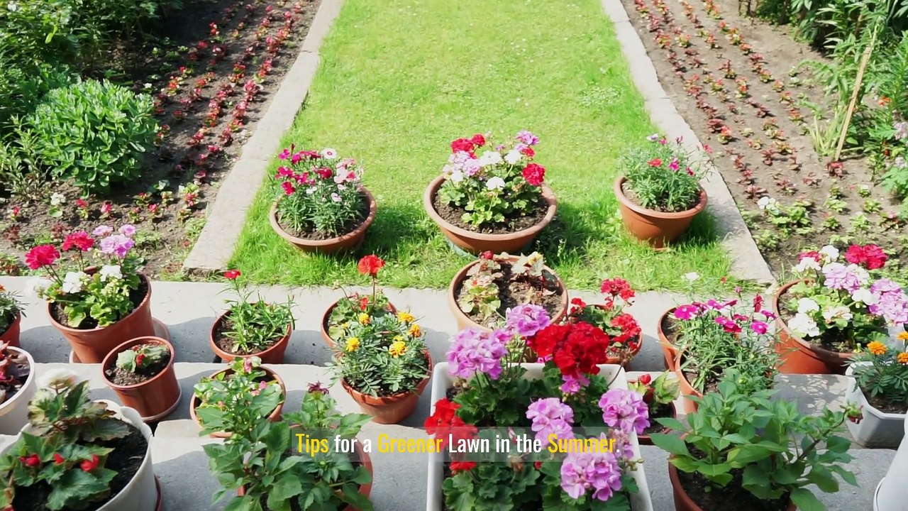 How to Maintain a Vibrant and Healthy Lawn During Summer