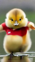 funny video|short video|Comedy|action|dance|dancing animals