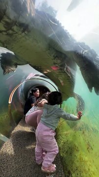 VÍDEO: Crocodilo gigante tenta abocanhar crianças brasileiras em Miami