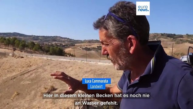 Extreme Hitze und Dürre auf Sizilien: Durstige Schafe und wütende Landwirte