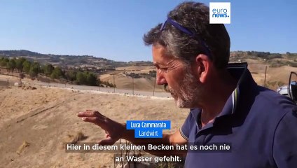 Extreme Hitze und Dürre auf Sizilien: Durstige Schafe und wütende Landwirte
