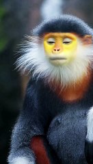 M is for Monkey   Fun Kids Learning with Catchy Song  Educational Short