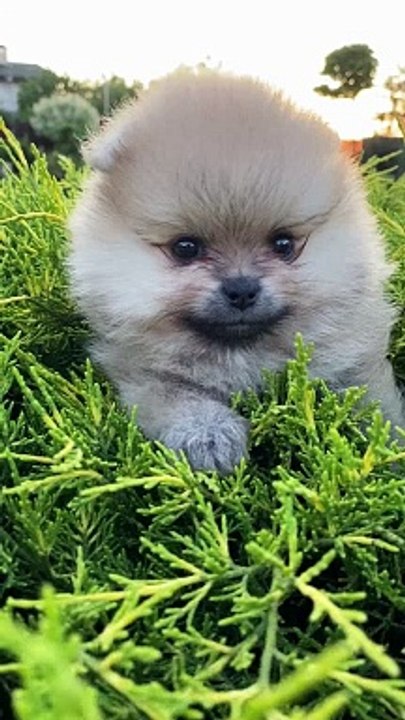 Cute Puppy’s Funniest Moments   Must-See Dog Entertainment  YouTube Shorts