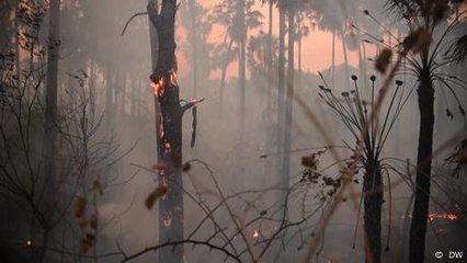 Brasil: la sequía y las llamas destruyen el Pantanal