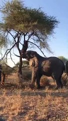 The power of the African elephants