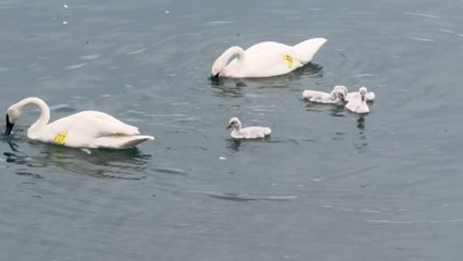 Swans protect their babies from seagulls at Scarborough Bluffs in Toronto