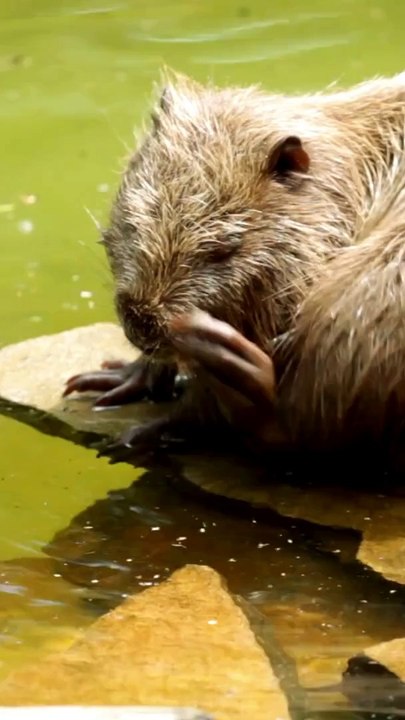 N is for Nutria   Fun Kids Learning with Catchy Song  Educational Short