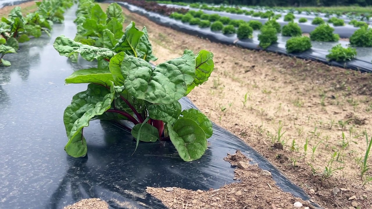 1 aout TOPO AD chaleur et secheresse fermier