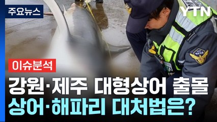 [뉴스UP] 여름 휴가철, 해안가 '상어·해파리' 주의보 / YTN