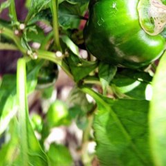 -ANDRÉS DE JESÚS VÉLEZ FRANCO- LA IMPORTANCIA DEL CAFÉ EN COLOMBIA (PARTE 1) (@AndresdeJesus90)