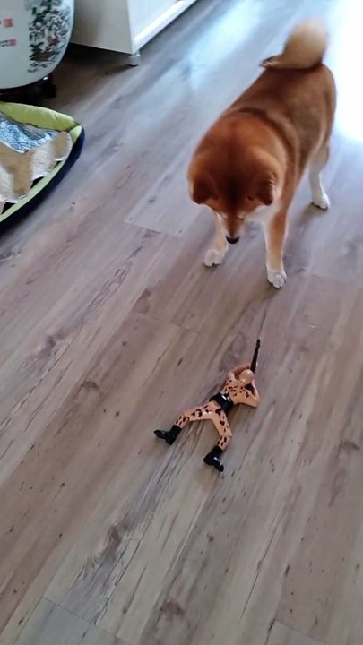 Prank with  dog