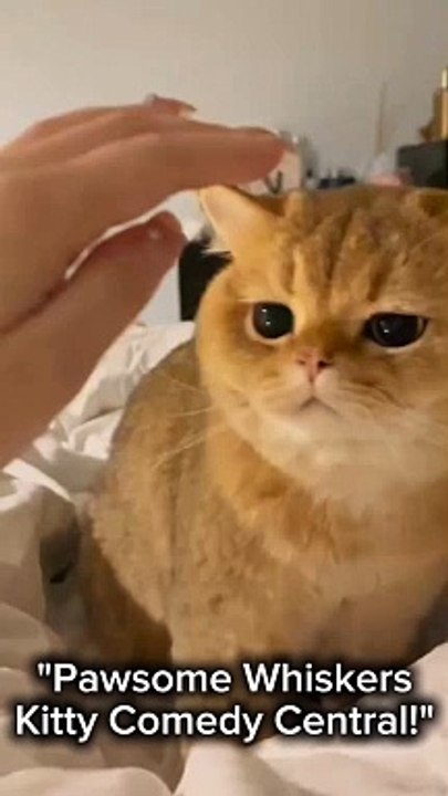 Cute cat