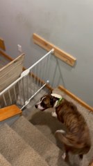 Dog Shows How He Crosses Gate Using Wall