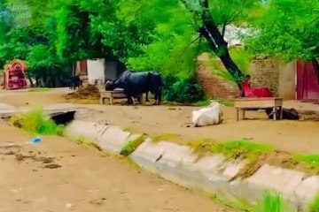 Apna Punjab beautiful village life in Punjab Sanjah punjab old culture of Punjab