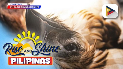 Reward money para sa ikahuhuli sa responsable sa pagpatay sa Philippine eagle na si Mangayon, itinaas na sa P100-K