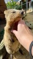 Quokka Enjoys a Relaxing Massage! #Viral #Trending #Quokka #Wildlife