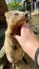 Quokka Enjoys a Relaxing Massage! #Viral #Trending #Quokka #Wildlife
