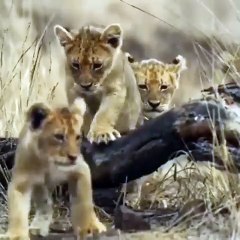 Lion Cubs Strolling in the Savanna: Future Kings of the Jungle! #Viral #Trending #LionCubs #Wildlife