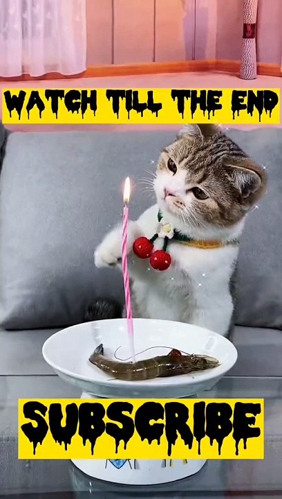 Cat moments