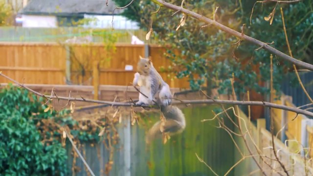 Squirrels Eating in Different Locations: Cute Wildlife Moments! #Squirrel #Eating #Wildlife #Nature #Viral #Trending