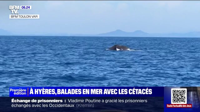 À Hyères, des balades en pleine mer respectueuses des animaux et de l'environnement pour observer les cétacés