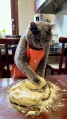 Facts videos|cat in kitchen|bili AATA gond Rahi hai|