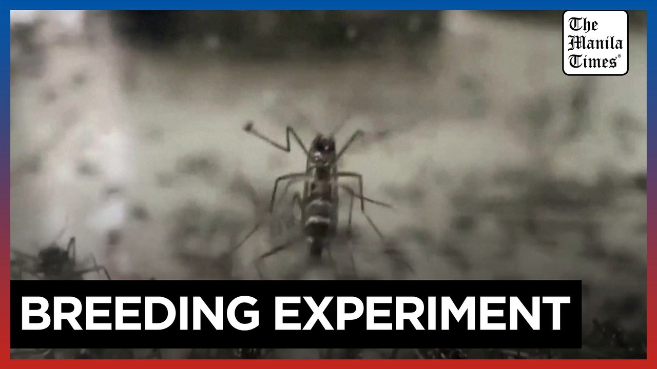 Spanish lab sterilizes mosquitoes to fight dise...