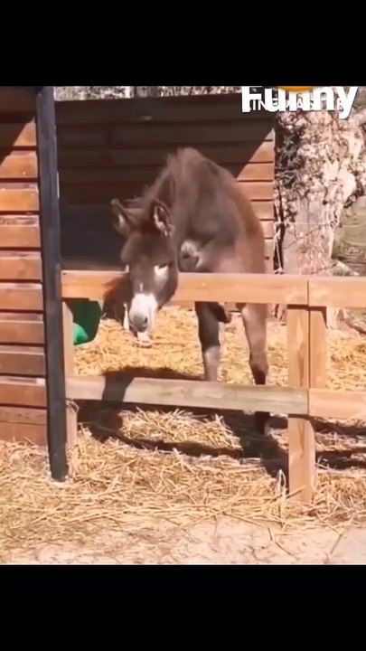 horse laughing funny #tiktokfunny #viral #fypシ゚viral #Viral_this_video #trendmyvideofyp #growmyaccount✅ #moviescene #funny #tiktokfunnyvideos