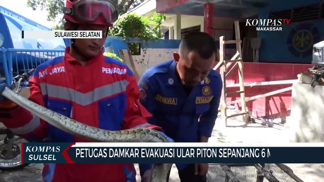 Petugas Damkar Evaluasi Ular Piton Sepanjang 6 Meter