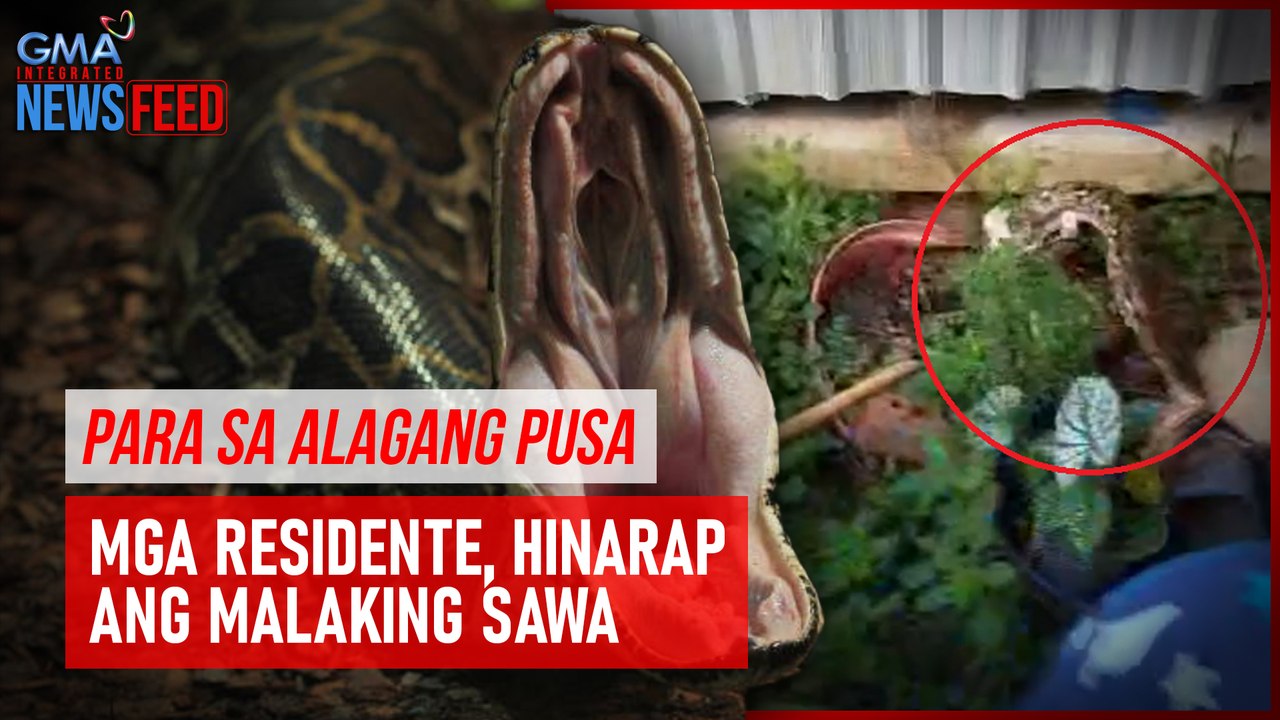 Para sa alagang pusa – Mga residente, hinarap ang malaking sawa | GMA Integrated Newsfeed