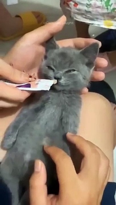 Funny_cats__episode_210_#shorts(360p)