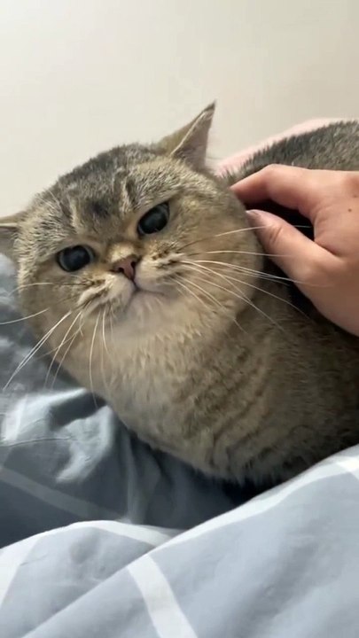 Fighter cat