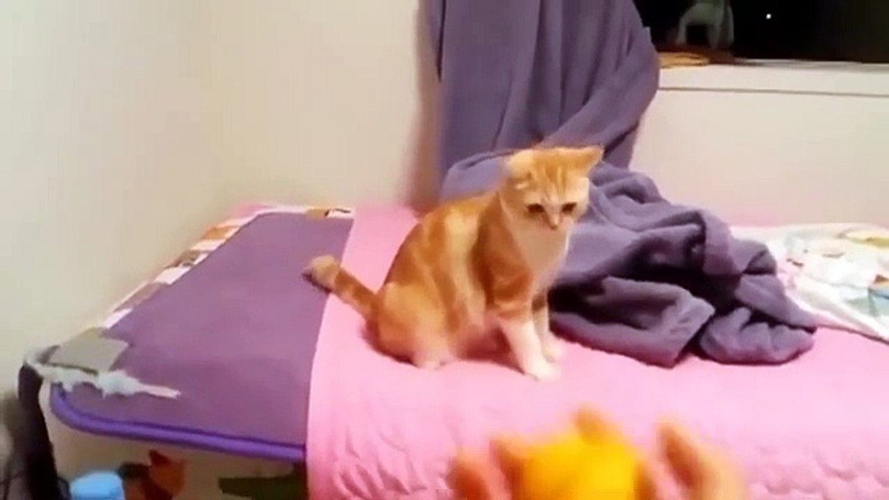 Cute funny animals