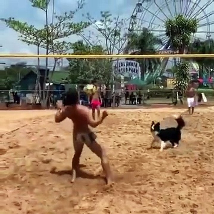 Ce chien joue au volley... la classe