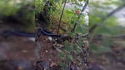 Siyah yılan, engerek yılanını yuttu! O anlar kameraya anbean yansıdı