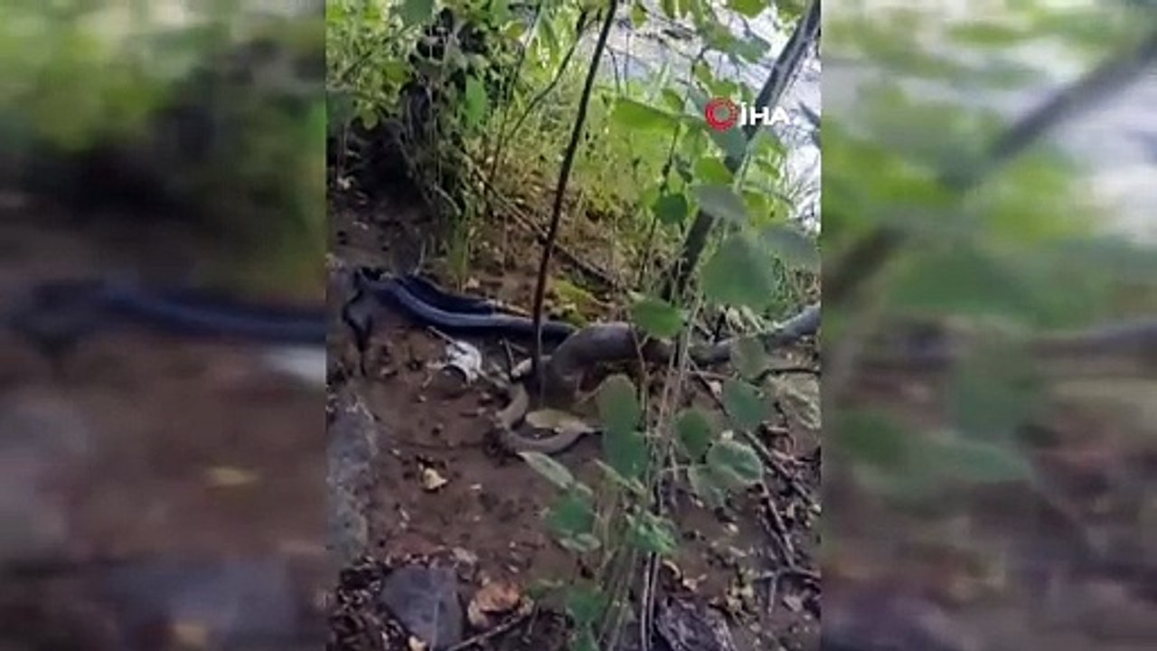 Siyah yılan, engerek yılanını yuttu! O anlar kameraya anbean yansıdı