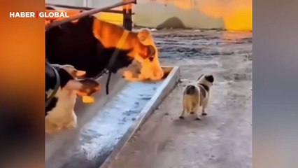 Köpeğe yanlış noktadan dokunan ineğin korkudan aklı çıktı