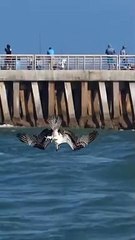 Crazy Osprey grabs huge catfish and almost gets dragged under. #bird #osprey