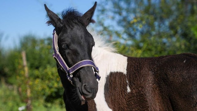 Türkiye'nin ilk tüp tayı Balat görücüye çıktı