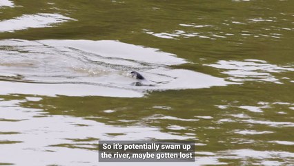 A dolphin called Jo Jo is seen swimming in the Thames at Hammersmith