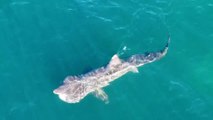 '10 metre' shark filmed cruising just metres off the British coastline