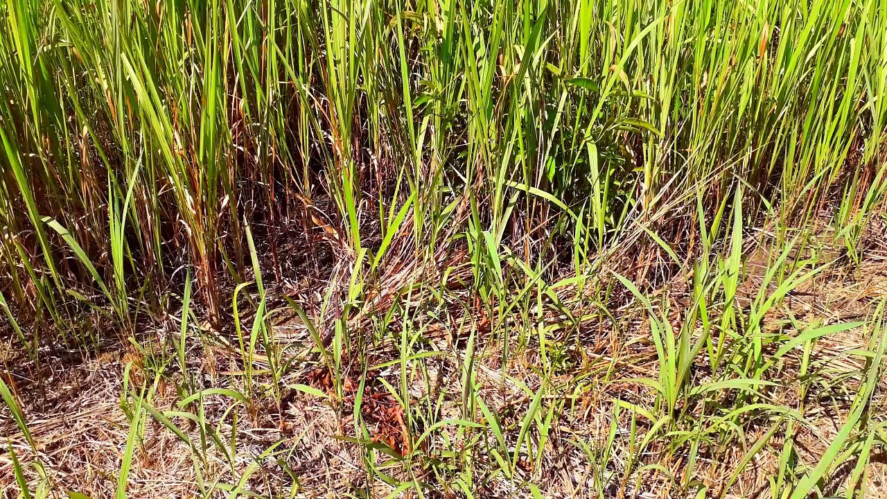 Agro floresta 20240208
