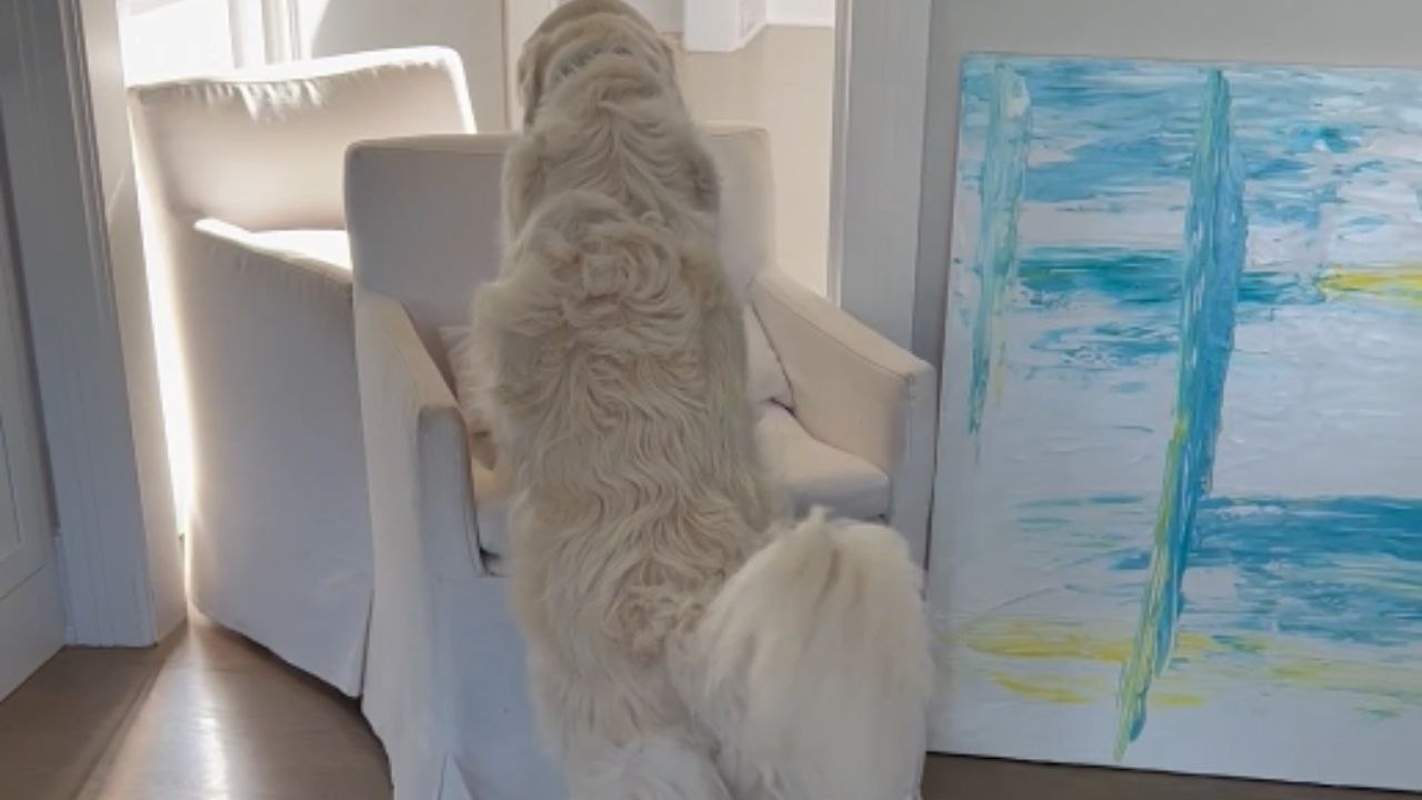 Playful pup rearranges chairs to create a cozy corner in the home