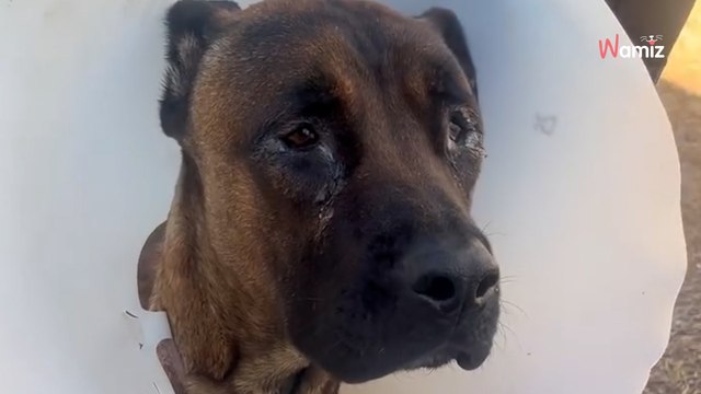 Elle trouve une souris dans sa maison : en la libérant, elle doit faire face à un autre sauvetage