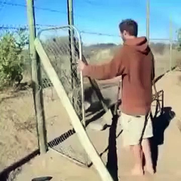 Lion hugs man that cared for him all his life!