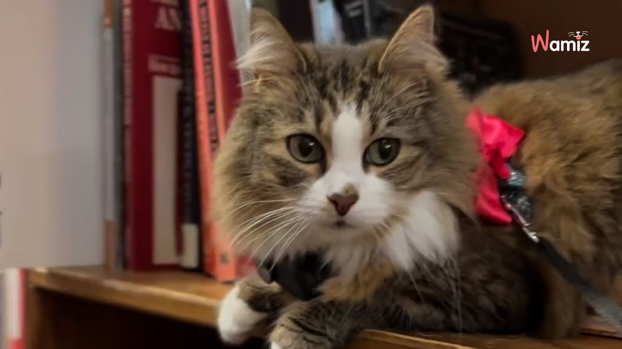 Son arrière-grand-père décède : elle décide d’emmener son chat dans un lieu spécial aux yeux de son maître