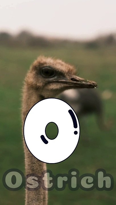 O is for Ostrich   Fun Kids Learning with Catchy Song  Educational Short