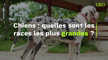 Quelles sont les races de chiens les plus grandes ?