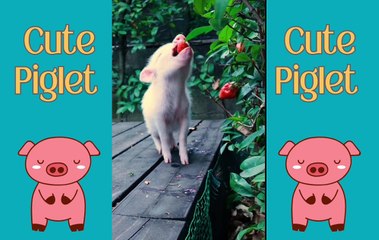 Piglet Playing