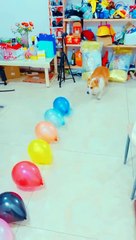 Dog playing with ballons video